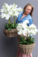 efektowny storczyk w wiklinowym koszu, Rattania Big 2