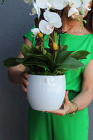 Hefrata, sztuczny storczyk w białej donicy