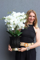 Meleusa Black, storczyk w ceramicznym pucharze