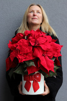 Gwiazda Betlejemska Kokarda, wysokiej jakości sztuczna roślina