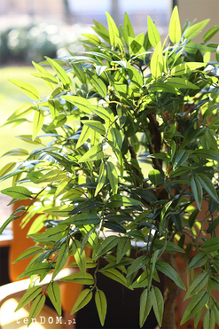 Fikus, sztuczna roślina w doniczce, wys.140cm  