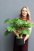 Monstera Black Moment, drzewko sztuczne w donicy