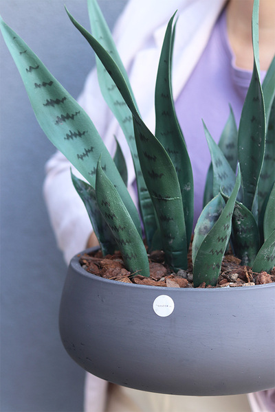 Sansewieria Concrete, roślina sztuczna w donicy