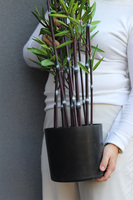 Bambus, sztuczna roślina w donicy