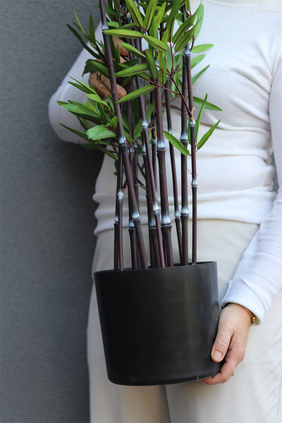 Bambus, sztuczna roślina w donicy