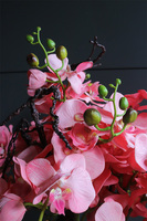 ekskluzywny storczyk w stalowej donicy, Koralovy Mirror Cube