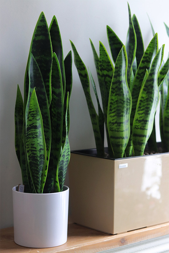 Sansewieria Mediolan, roślina sztuczna w donicy
