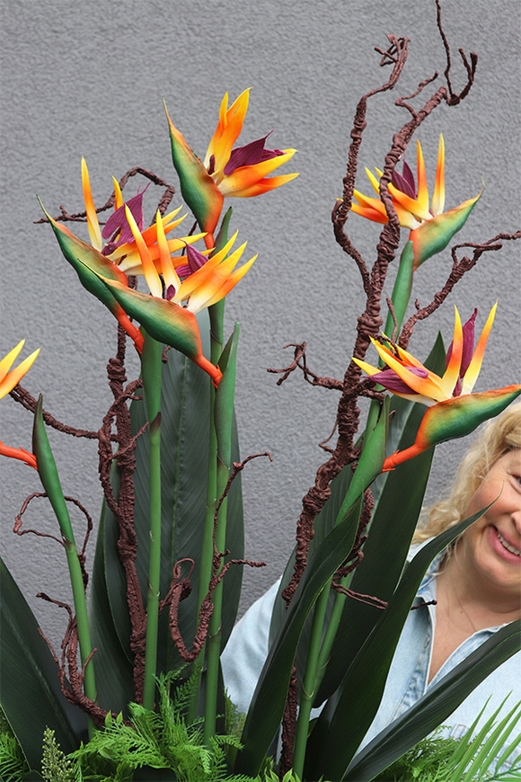 Strelicja Królewska Laos, egzotyczna kompozycja w donicy