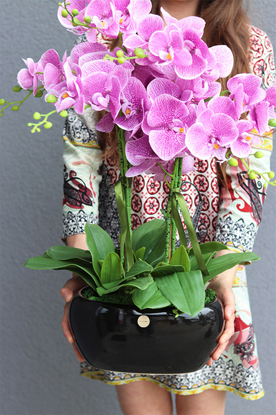 Pink Gerrata, gumowy storczyk w czarnej donicy