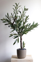 Oliwka Bolonia, sztuczne drzewko w osłonce