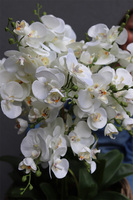 efektowny storczyk w wiklinowym koszu, Rattania Big 2