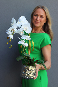 storczyk w srebrnej osłonce, Kerrata, wys.54cm