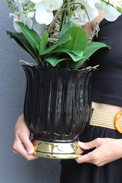 Meleusa Black, storczyk w ceramicznym pucharze