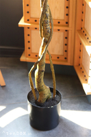 Fikus Benjamin B, sztuczna roślina w doniczce