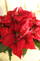 Gwiazda Betlejemska Goldico, wysokiej jakości sztuczna roślina, wym.44x40cm