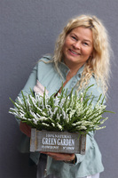 Wrzosowisko Green Garden, wrzosy w skrzynce, białe