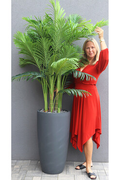 Areca Concrete, sztuczna palma w betonowej donicy, wys.192cm