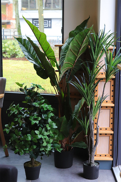 Dracena, wysokiej jakości sztuczna roślina