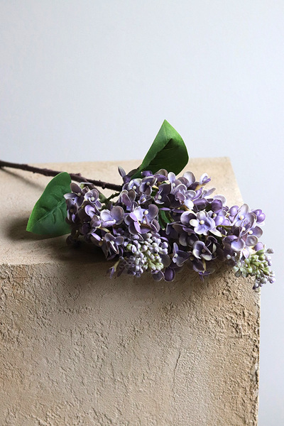 Bzy Royal, gumowy bez kwitnący lilak