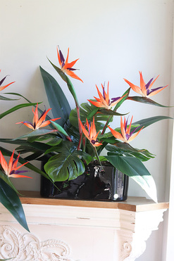 Strelicja Królewska Modern, kompozycja w czarnej donicy, wym.70x80x38cm