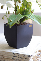 Black Metina, storczyk w białej donicy