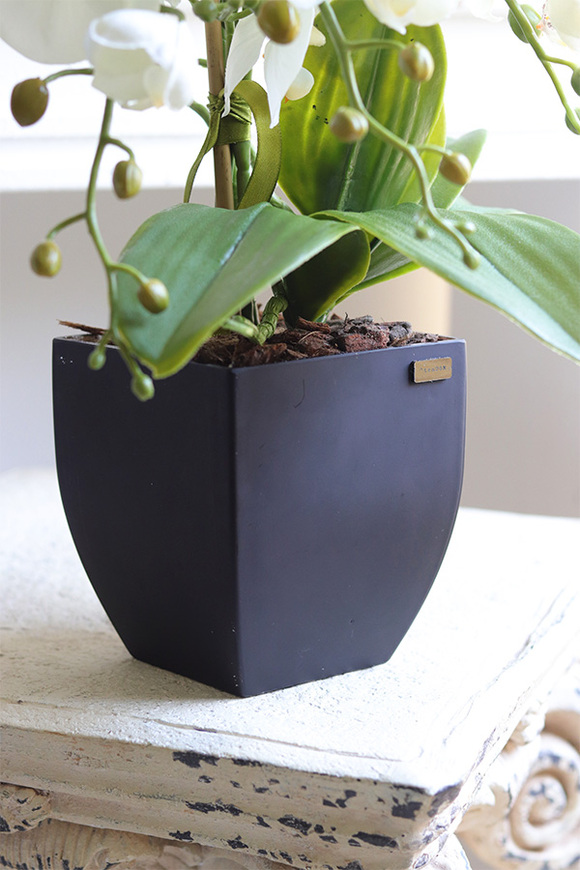 Black Metina, storczyk w białej donicy