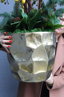 Red Deluxe, elegancki storczyk zimowy