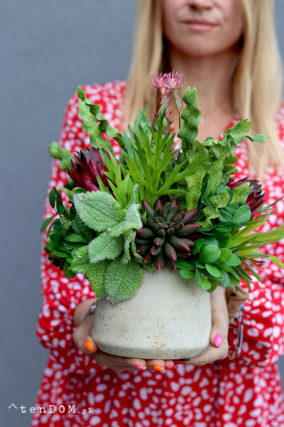 Prometia, kompozycja sukulenty w donicy