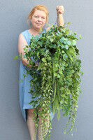 Green Moni, zielona kompozycja wisząca, większa