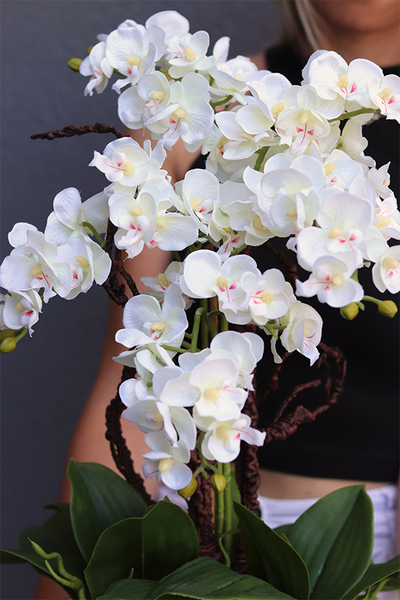 Diamondo Gold 2, storczyk w złotej donicy wysadzanej kryształam