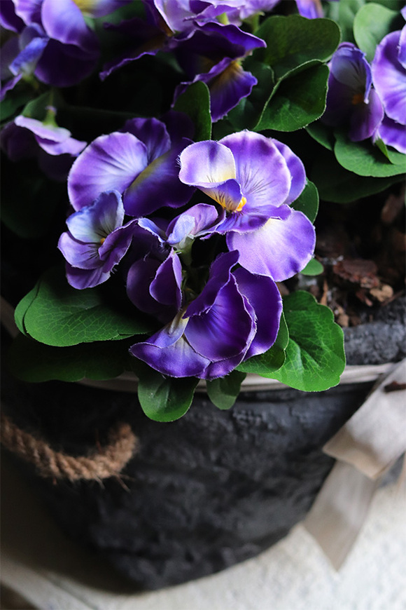 Anielska Wieś Volcan, fioletowe bratki w naczyniu