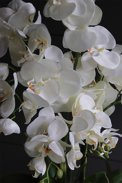 White Moment, nowoczesny storczyk w białej osłonce, wys.74cm