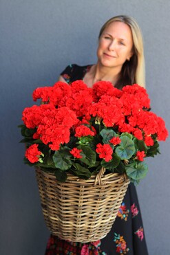 Czerwona Vilena, kosz z pelargoniami, wys.53cm 