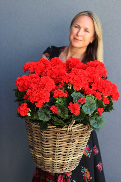Czerwona Vilena, kosz z pelargoniami, wys.53cm 