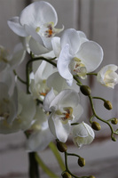 Palominia, elegancki storczyk w ażurowym pucharze, wys.69cm