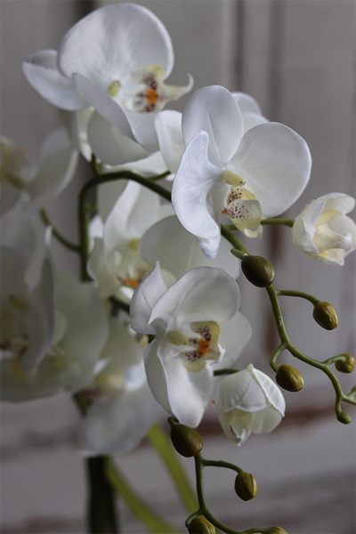 Palominia, elegancki storczyk w ażurowym pucharze, wys.69cm