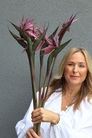 Strelicja Królewska Fioletowa, bukiet kwiatów do wazonu, 5 sztuk