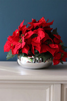 Gwiazda Betlejemska Pompadour, wysokiej jakości sztuczna roślina