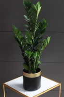 Zamiokulkas, kwiat doniczkowy w osłonce