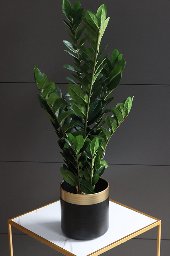 Zamiokulkas, kwiat doniczkowy w osłonce