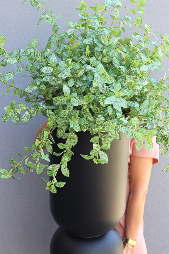 Black Tiger Moderno, roślina w metalowej donicy