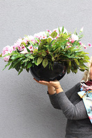 Astry Pink, komplet dekoracji nagrobnych