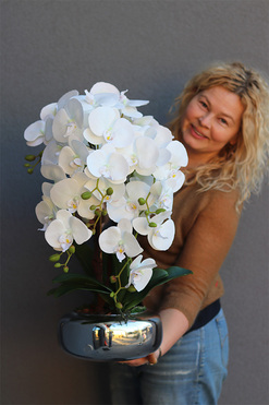 Betrana Pompadour Silver, gumowy storczyk w srebrnej misie, wys.65cm