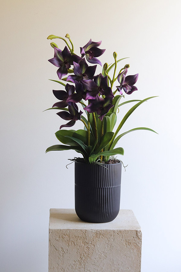 Jenny Harlow, gumowy storczyk w donicy