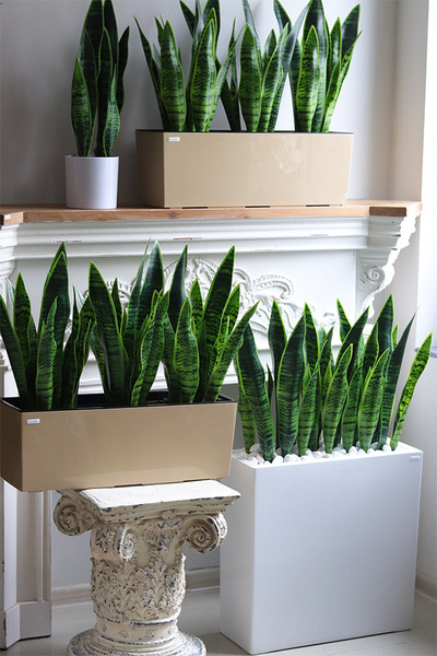 Sansewieria Mediolan, roślina sztuczna w donicy