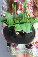 Pink Gerrata, gumowy storczyk w czarnej donicy