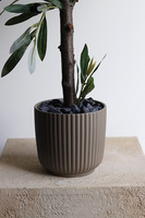 Oliwka Bolonia, sztuczne drzewko w osłonce