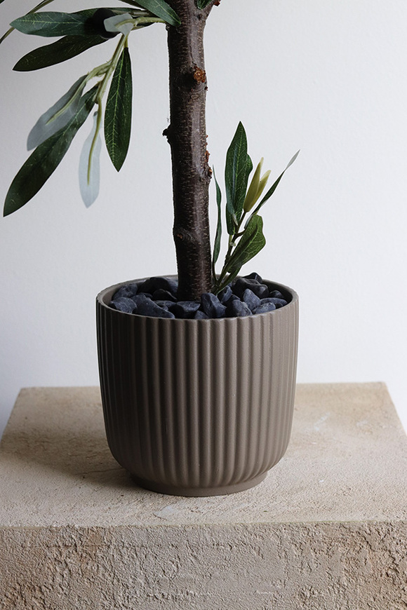 Oliwka Bolonia, sztuczne drzewko w osłonce