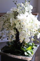 Monumento Royal, ekskluzywny storczyk podłogowy w metalowej donicy