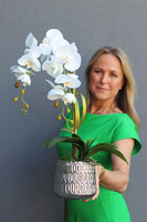 storczyk w srebrnej osłonce, Kerrata